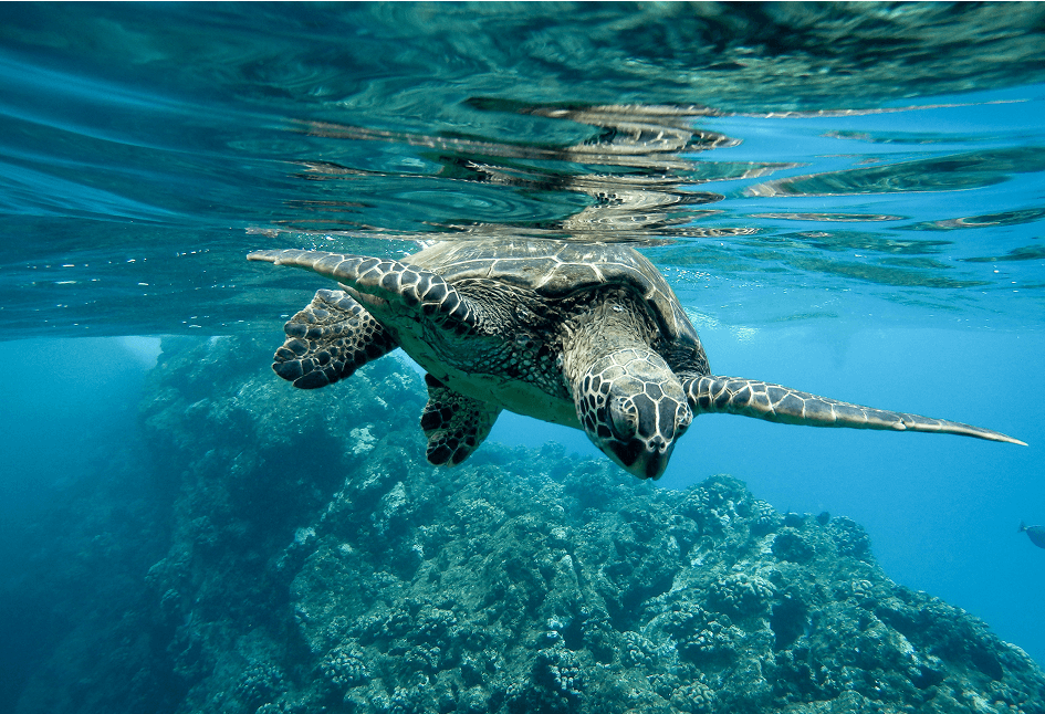 turtle